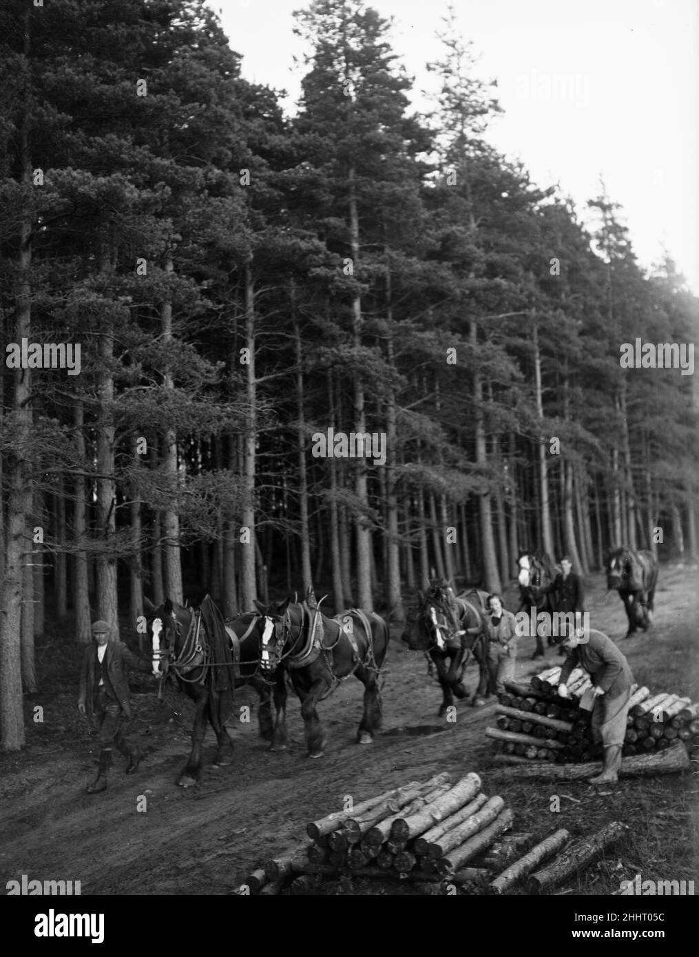 Holzfäller und Holzfäller, die hier die Pferde führen, die das Schnittholz in den Wald schleppen werden.circa 1945 OP412E Stockfoto