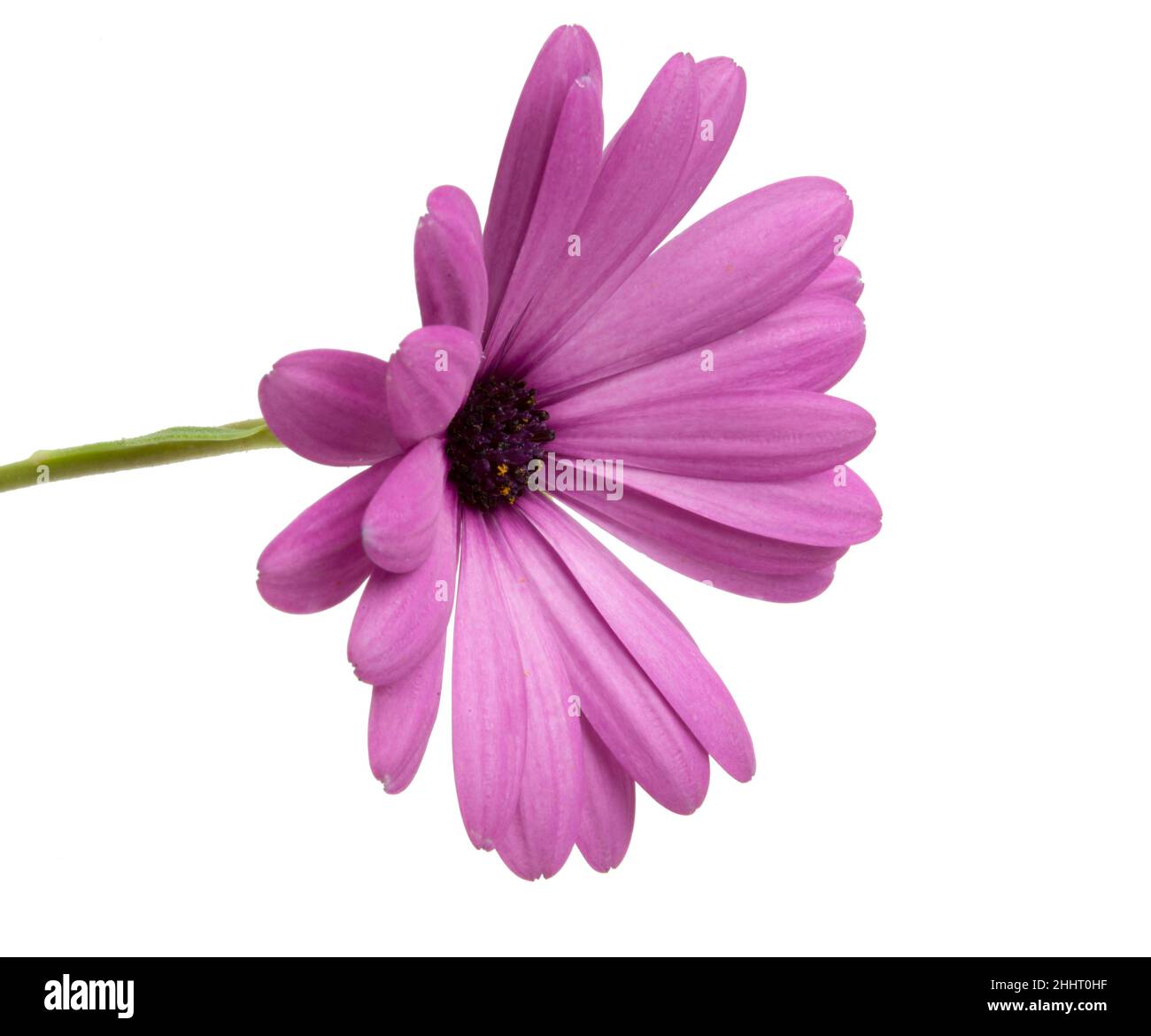 Schöne osteospermum oder afrikanische Gänseblümchen Blume isoliert auf weiß Stockfoto