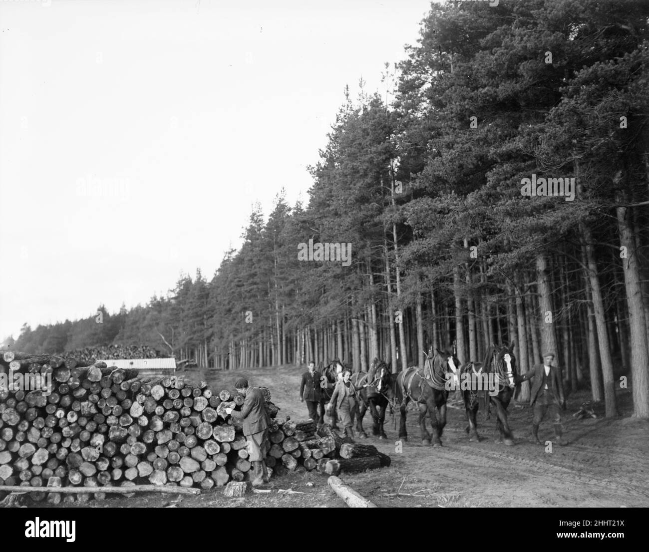 Holzfäller und Holzfäller, die hier die Pferde führen, die das Schnittholz in den Wald schleppen werden. Ca. 1945OP412B Stockfoto