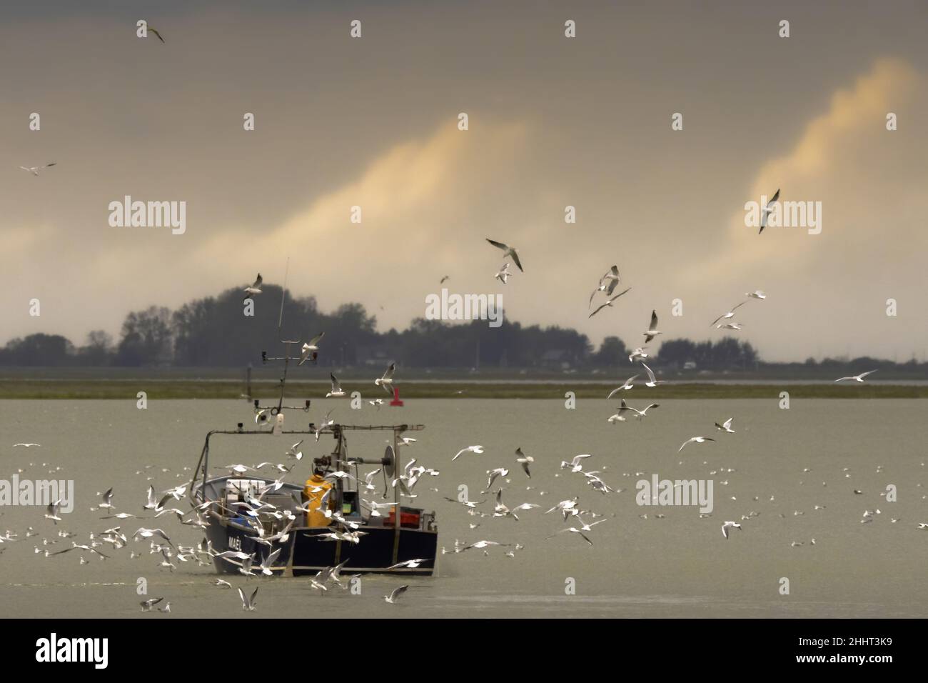 Pêcheur en baie de Somme, bateau de pêche Stockfoto