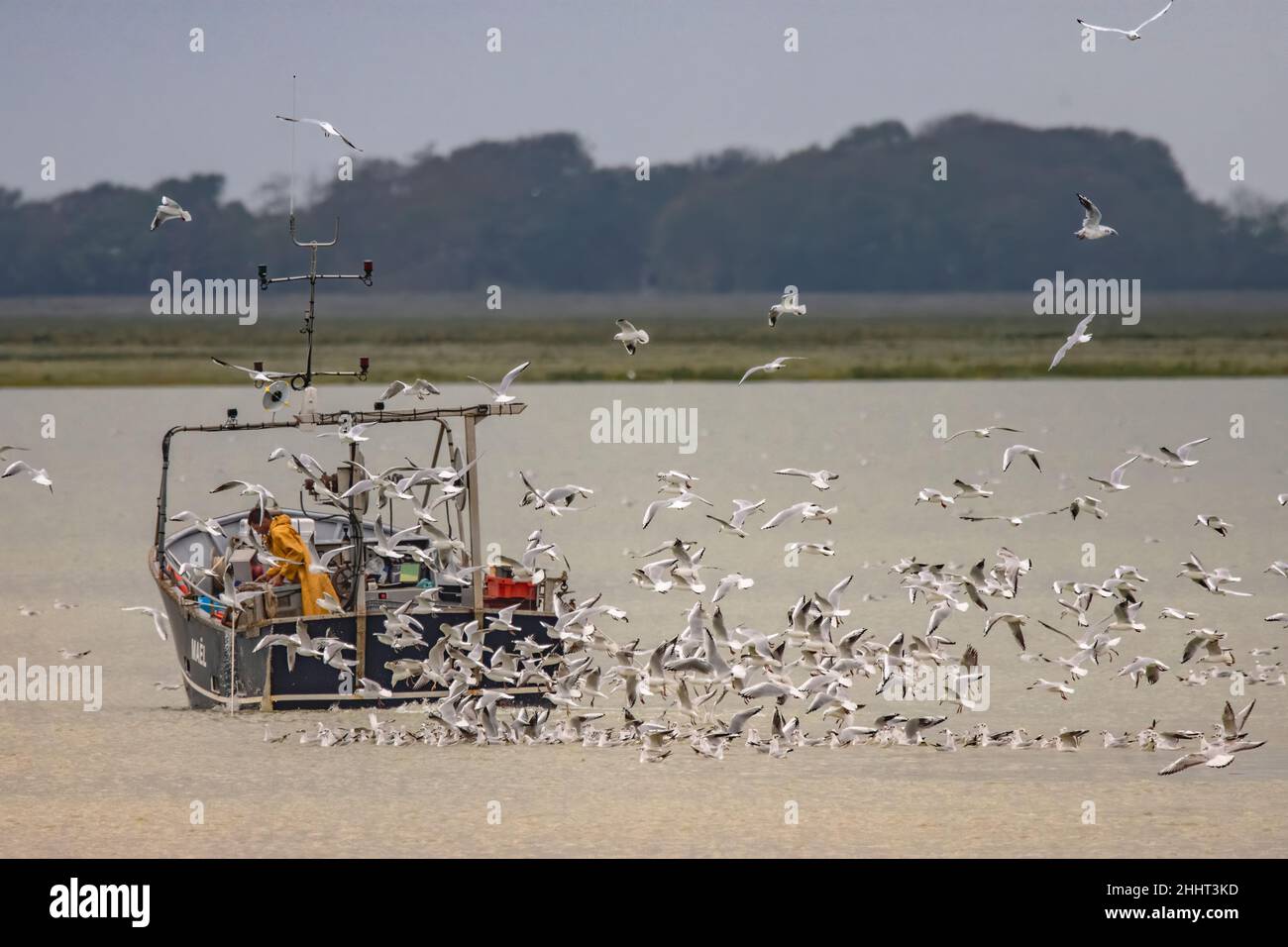 Pêcheur en baie de Somme, bateau de pêche Stockfoto