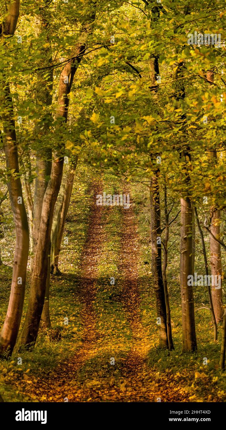 Forêt et Petit bois en baie de Somme Stockfoto