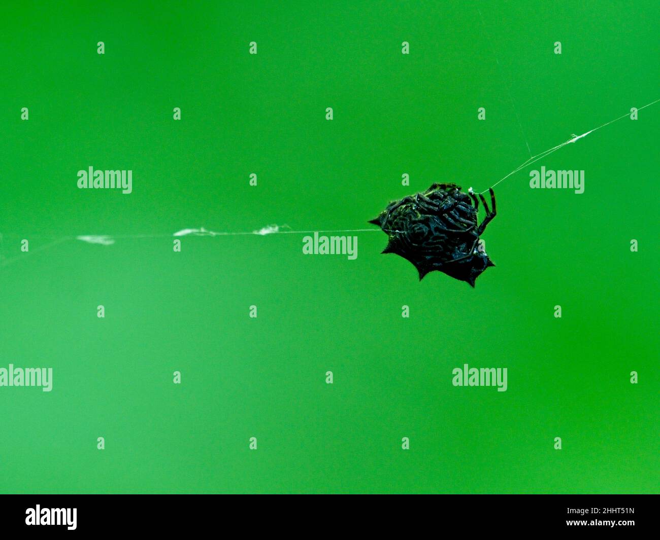 Nahaufnahme einer spinybacked Orbweaver (Gasteracantha cancriformis) Spinne, die auf einem Netz vor grünem Hintergrund in Vilcabamba, Ecuador, hängt. Stockfoto