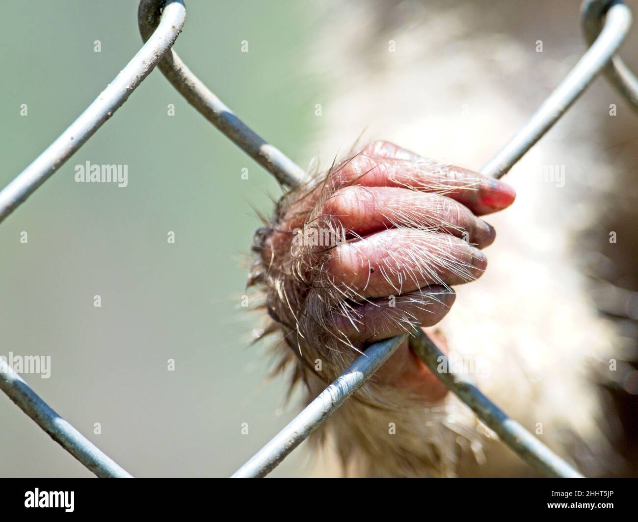 Nahaufnahme einer Affenhand und Finger, die sich im Zoo am Käfig festklammern, um die Grausamkeit von Tieren in Gefangenschaft und die Tierrechte zu demonstrieren. Stockfoto