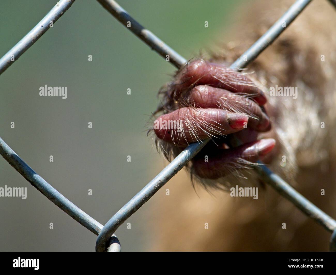 Nahaufnahme einer Affenhand und Finger, die sich im Zoo am Käfig festklammern, um die Grausamkeit von Tieren in Gefangenschaft und die Tierrechte zu demonstrieren. Stockfoto