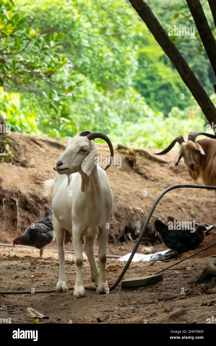 Weiße Ziege in der Nähe von Hühnern im Naturpark Tayrona, Kolumbien Stockfoto