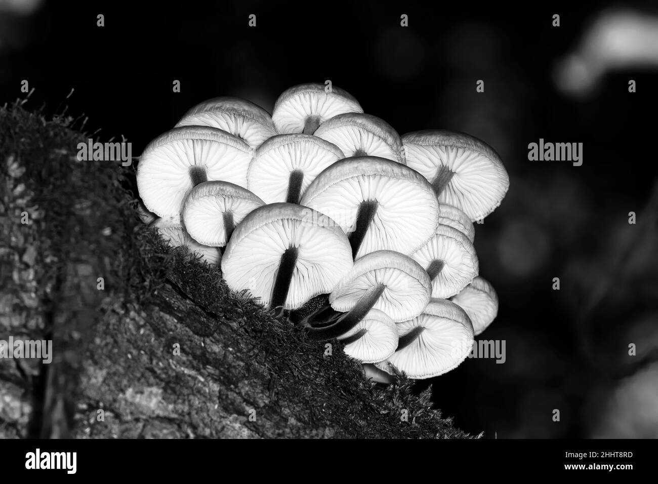 Armillaria mellea oder Honigpilz wächst auf einem Baumstamm im Wald unter Moos, Bodenansicht, Makro Stockfoto