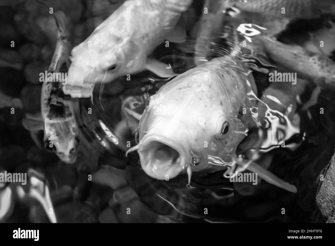 Roter Koi-Karpfenfisch mit offenem Mund im Wasser, umgeben von anderen Koi Stockfoto