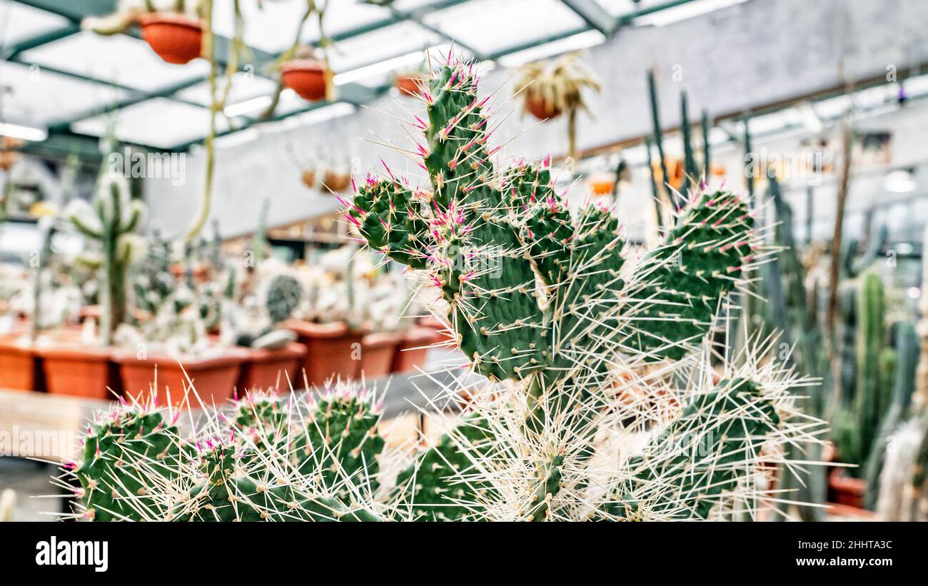 Flacher Opuntia-Kaktus oder Birnenkaktus mit langen rosa und weißen Nadeln in einem Gewächshaus Stockfoto