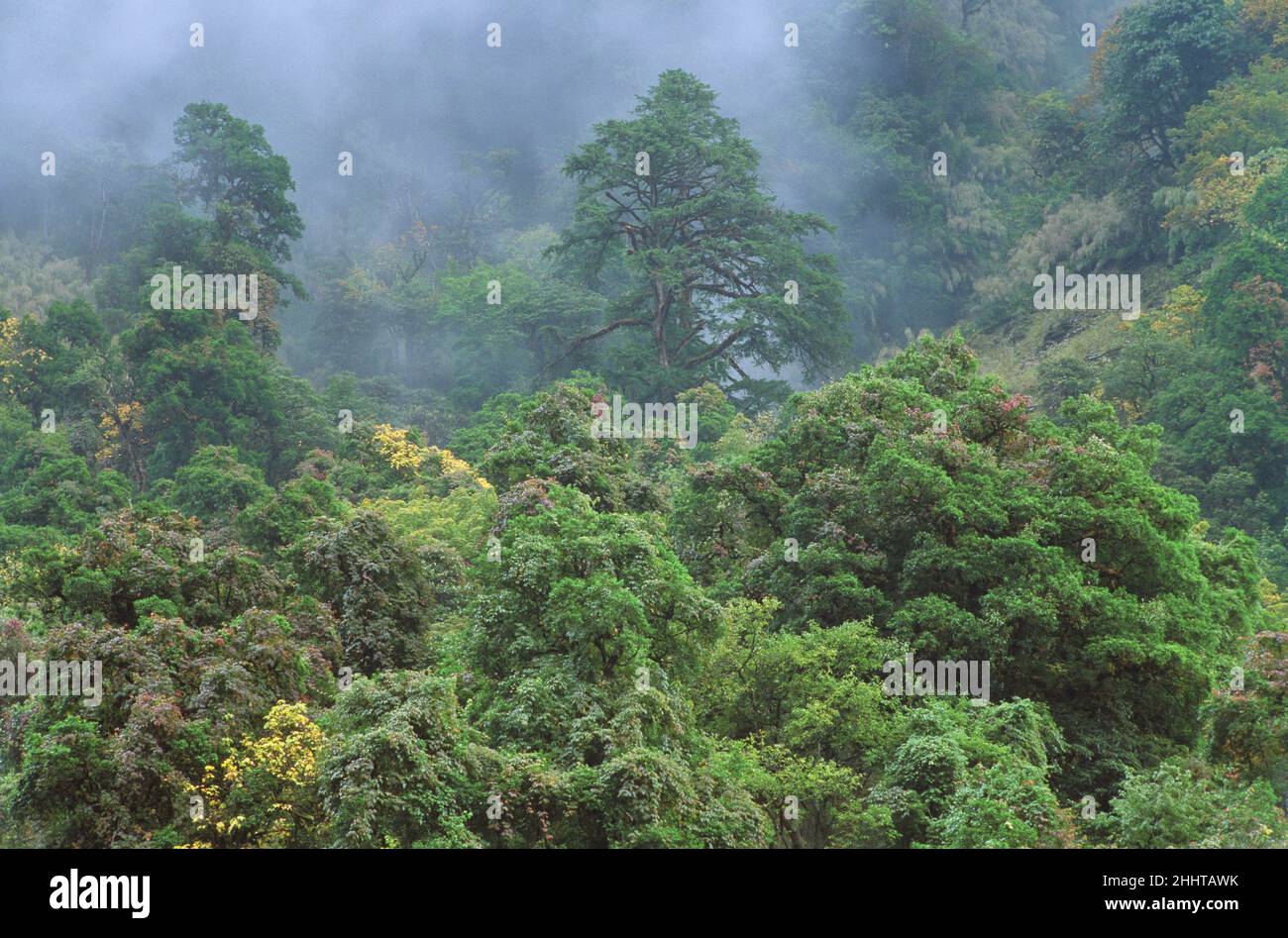 Bäume in Modi Khola Valley Annapurna Region, Nepal Stockfoto