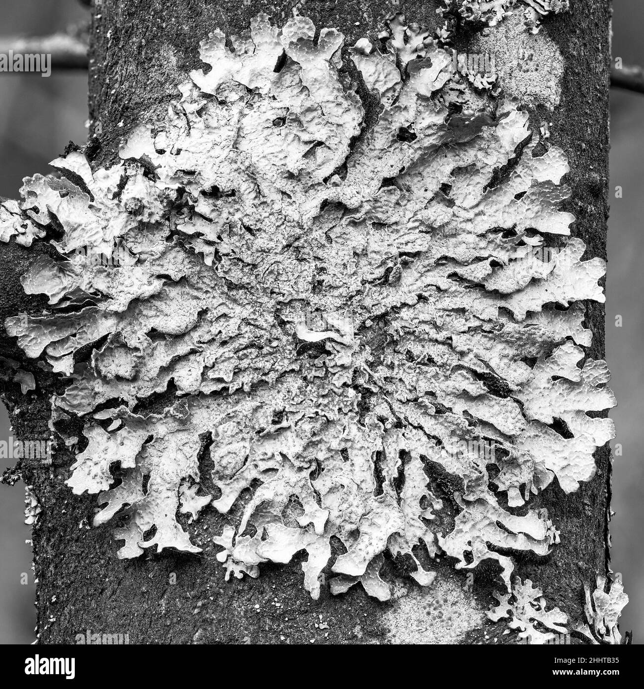 Lichen Parmelia sulcata auf Baumrinde, High Definition Makro Stockfoto