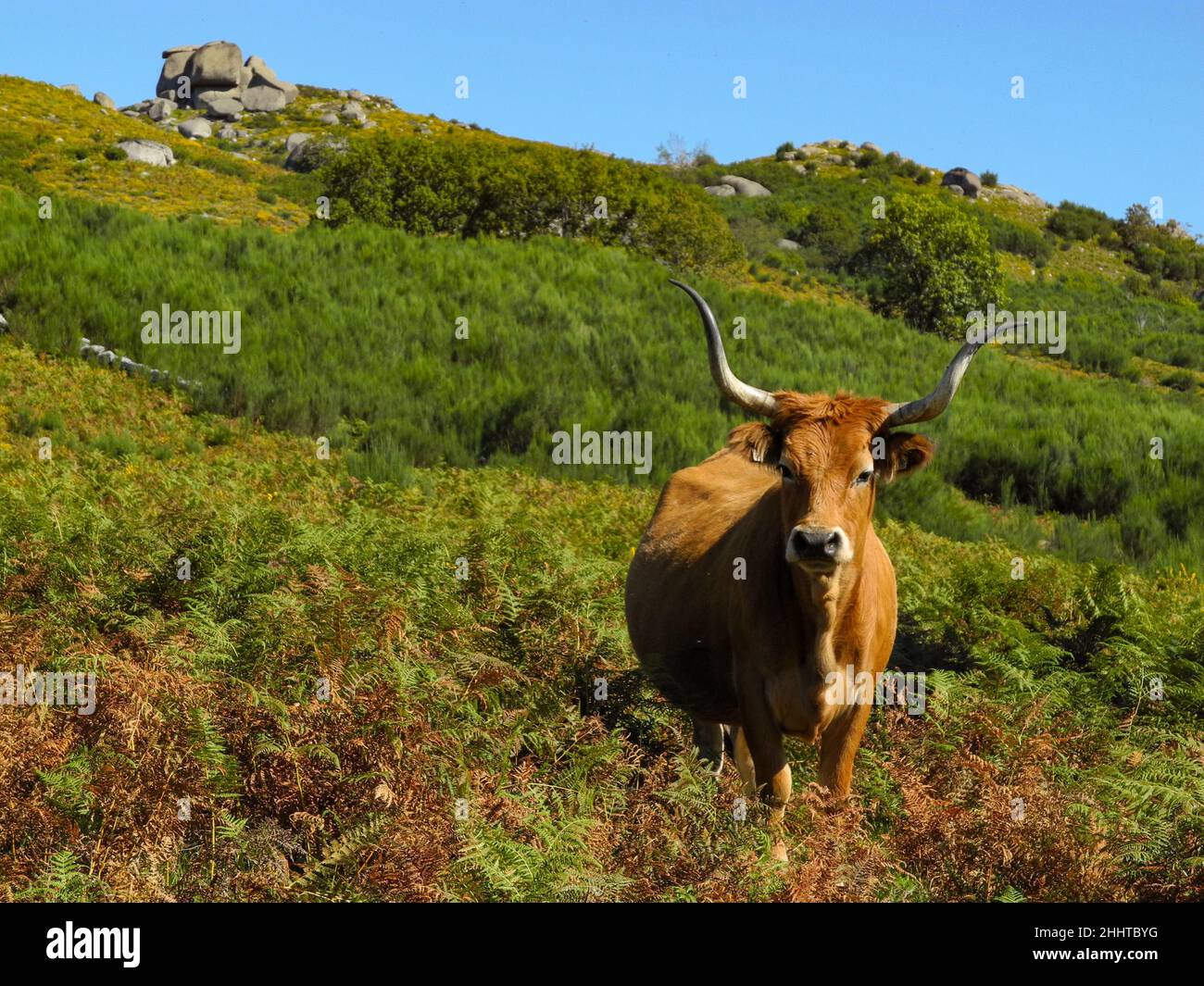 Grasende Kuh mit Blick auf die Kamera, Peneda-Gerês Nationalpark, Portugal Stockfoto
