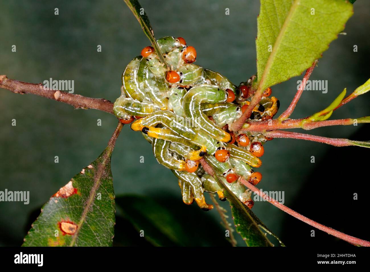 Grüne Säbelfliegen-Larven, Pteryperga galla. Auch als Spitfires bekannt.Dies sind keine Raupen, sondern die Larven einer Wespe. Endemisch in Australien. Coffs Harbo Stockfoto
