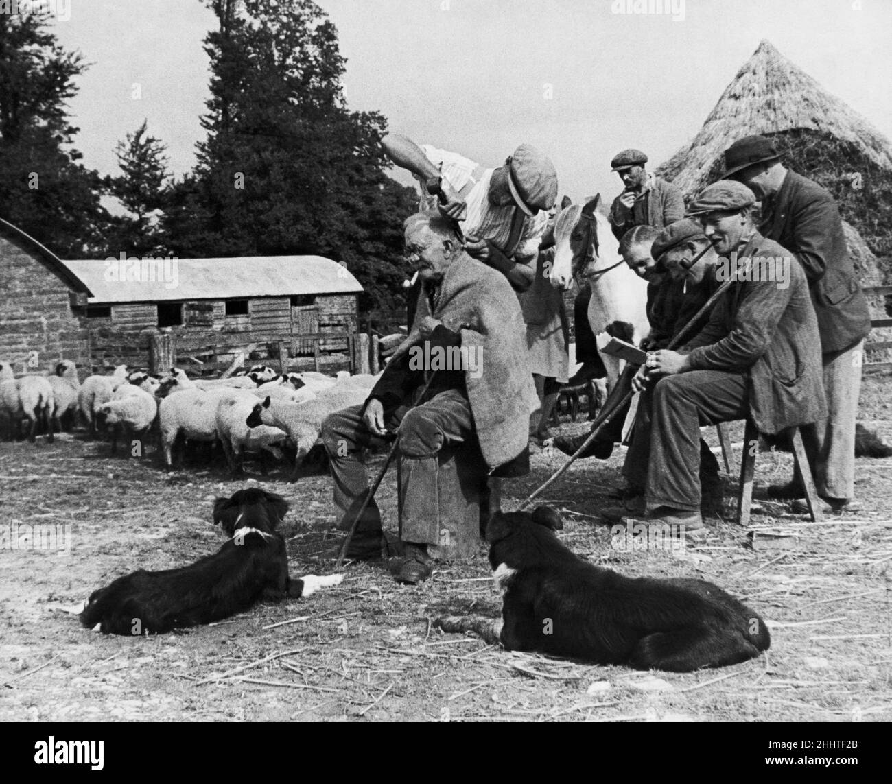 Shepherd Hairdressing Farm-Arbeiter in den Hügeln von Shropshire wuchsen ihre Haare lang, weil es in ihren Dörfern an Barbern zu wenig gab, bis Joseph Williams, ein Schäfer der Clun Farm, sich freiwillig meldete, sie mit seiner Schafschere zu schneiden. Williams, der 300 Schafe pflegt, ist ein Experte mit den Schafen und empfängt Kunden eine Stunde pro Woche auf der Farm. Er macht gute Arbeit mit den Haarschnitten, jeder davon dauert 3 Minuten. Für den Service wird keine Gebühr erhoben, aber jeder Kunde macht ein kleines Geschenk, wie eine Flasche Bier, ein paar Zigaretten usw. 13th. September 1943 Stockfoto