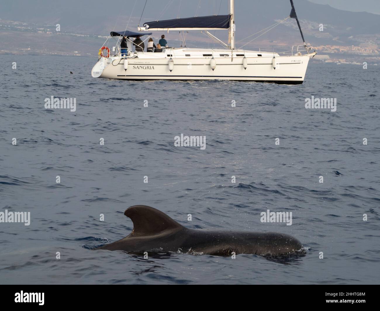 Walbeobachtungsexpedition von Los Gigantes in den Atlantik bei La Gomera, Teneriffa. Pilotwale entdeckt. Stockfoto