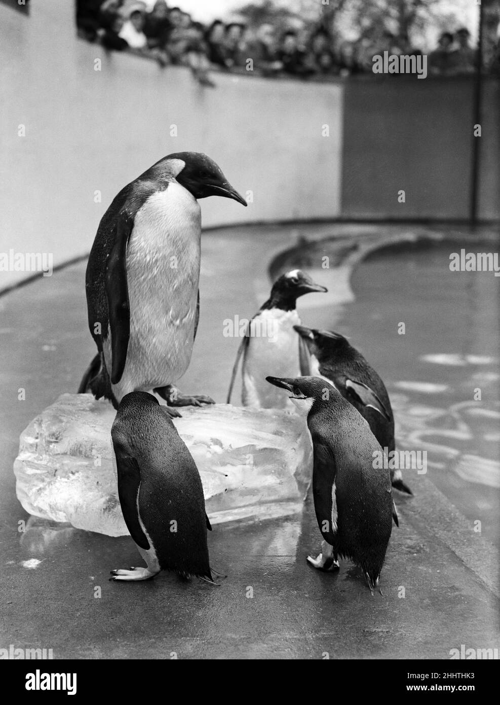 Der erste Kaiserpinguin im Londoner Zoo. 31st. März 1950. Stockfoto