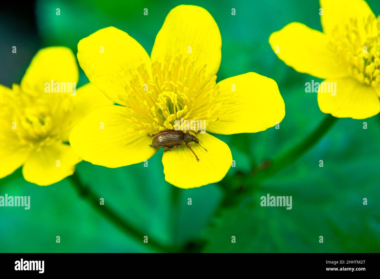 Marsh Ringelblume - Frühling feuchtigkeitsliebende Blume, die entlang des Baches und in Feuchtgebieten wächst, Gelbe Blume mit fünf Blütenblättern, auf denen brauner Käfer kriecht - ein k Stockfoto