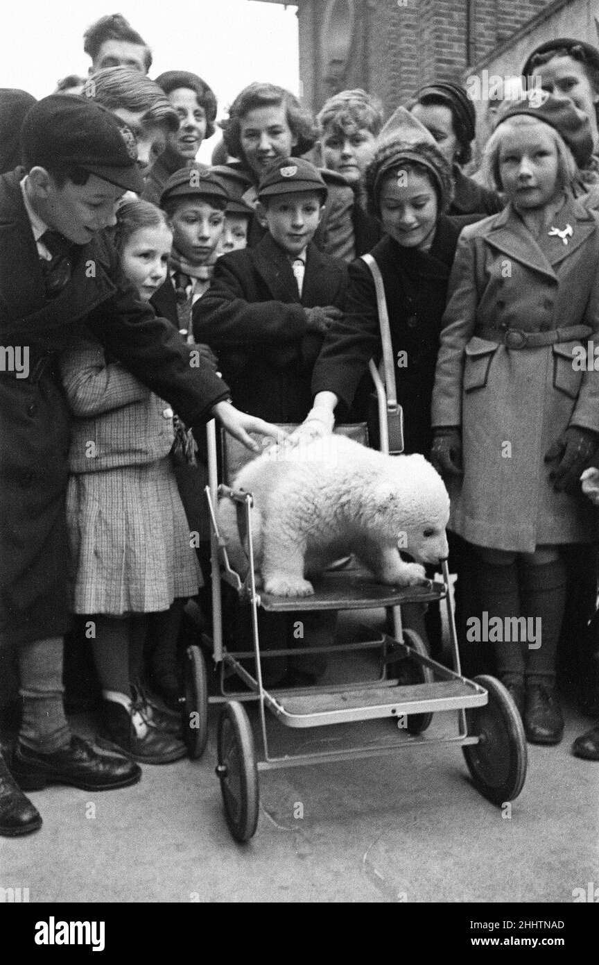 Brumas, der Eisbär, geboren am 27th. November 1949, heißt ihre Mutter Ivy und ihr Vater Mischa. Brumas ist nach ihren Wärtern Bruce und Sam (umgekehrt) benannt. Sie ist die erste Eisbärin, die in Großbritannien erfolgreich aufgezogen wurde. Unser Bild zeigt .... Brumas, das Baby des Eisbären, wird von dem Tierpfleger Bruce Smith, London Zoo, am Dienstag, den 28th. Februar 1950, zu einem Ausflug mitgenommen. Stockfoto