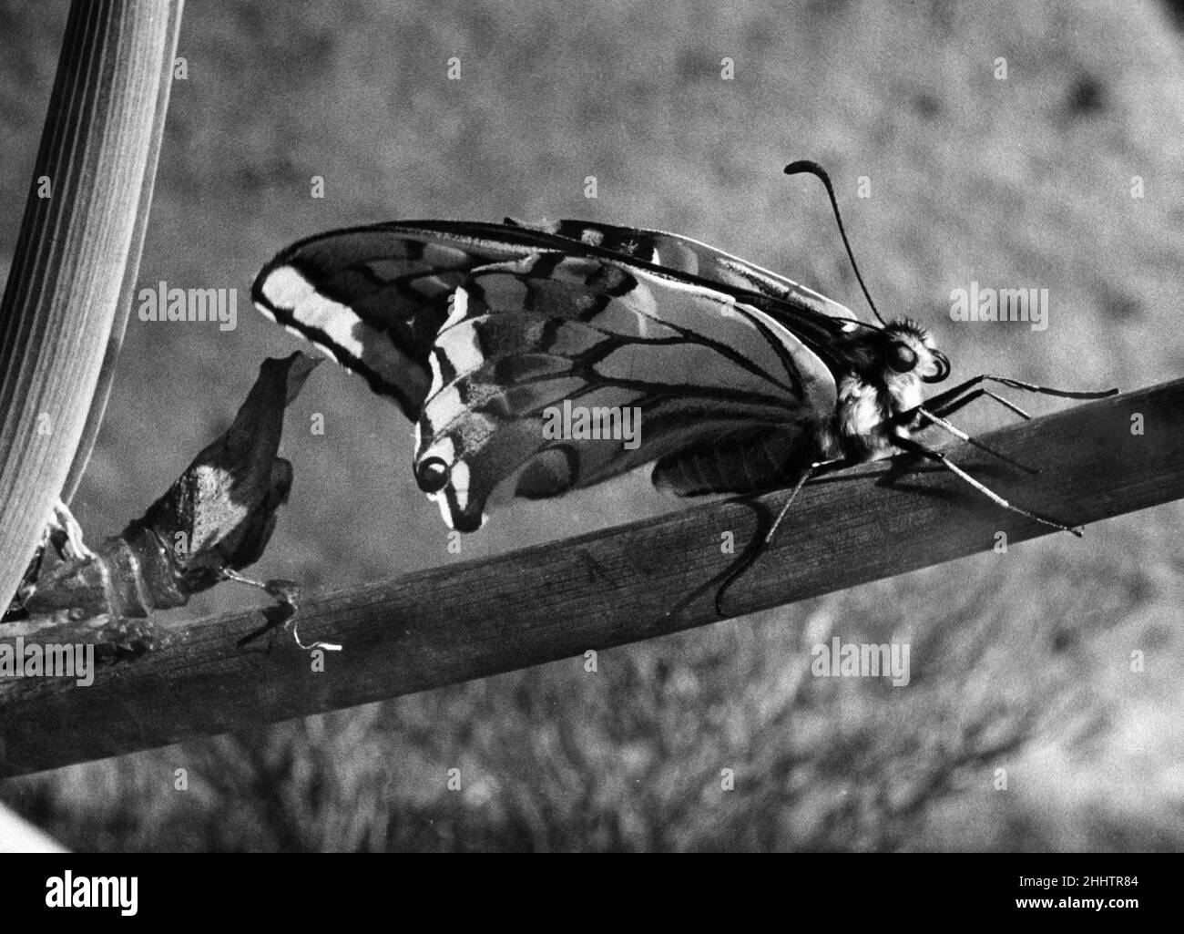 Die Geburt eines Schmetterlings. Ein Schwalbenschwanzschmetterling, der hier nach dem Auftauchen aus seiner Chrysalis gepumpt wurde. Ca. 1948 Stockfoto