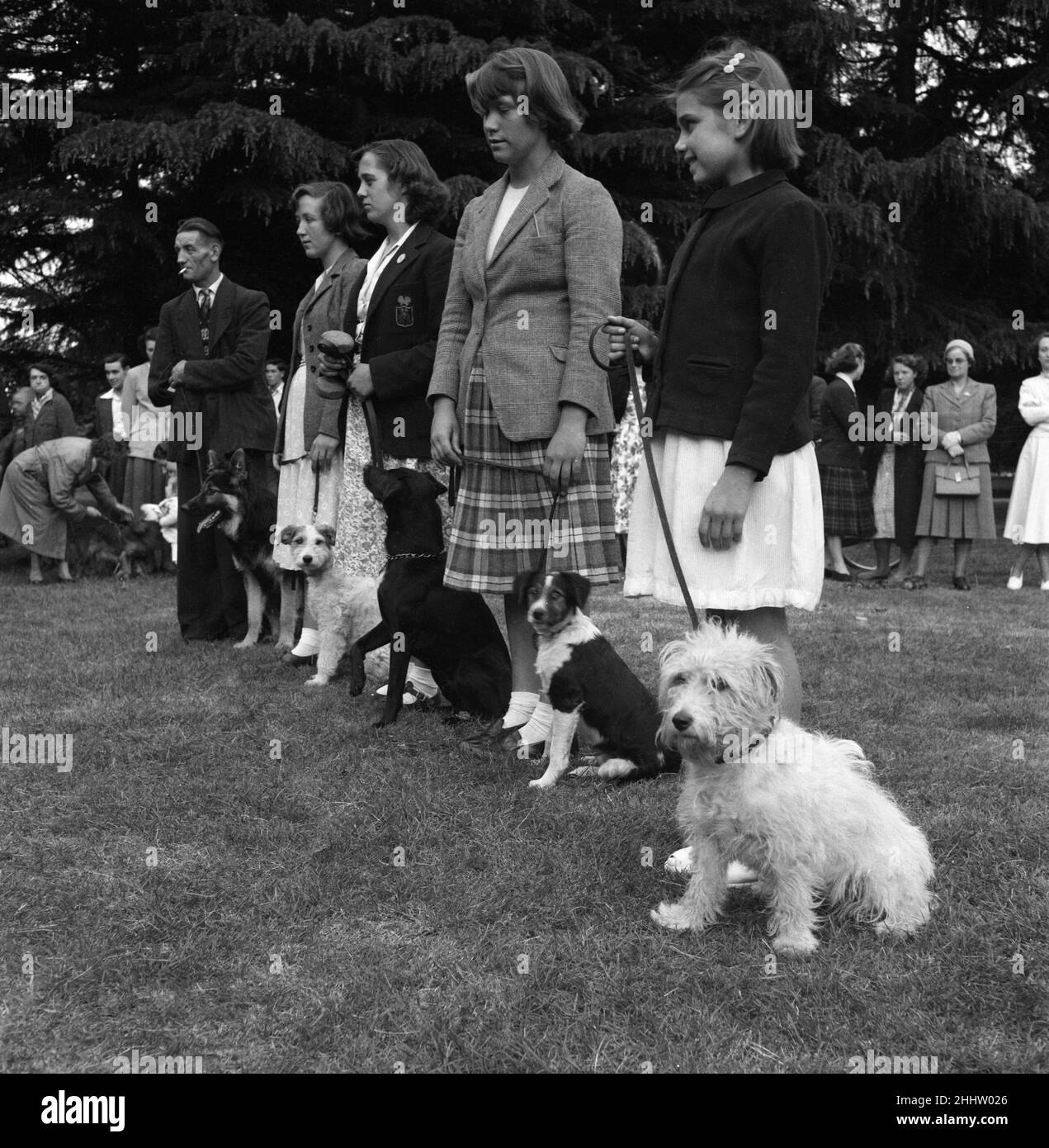 Unterweisung von Hunden im Cassiobury Park, Watford, Frau Barbara Woodhouse (nicht abgebildet). 4th. Juni 1952. Stockfoto