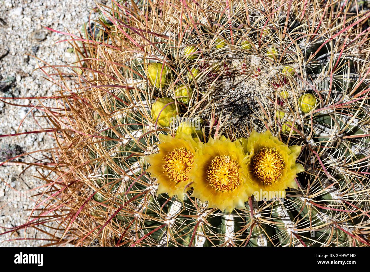 Großer runder Kaktus mit leuchtend gelben Blüten, die im Frühling in der südkalifornischen Wüste, Anza Borrego, blühen Stockfoto