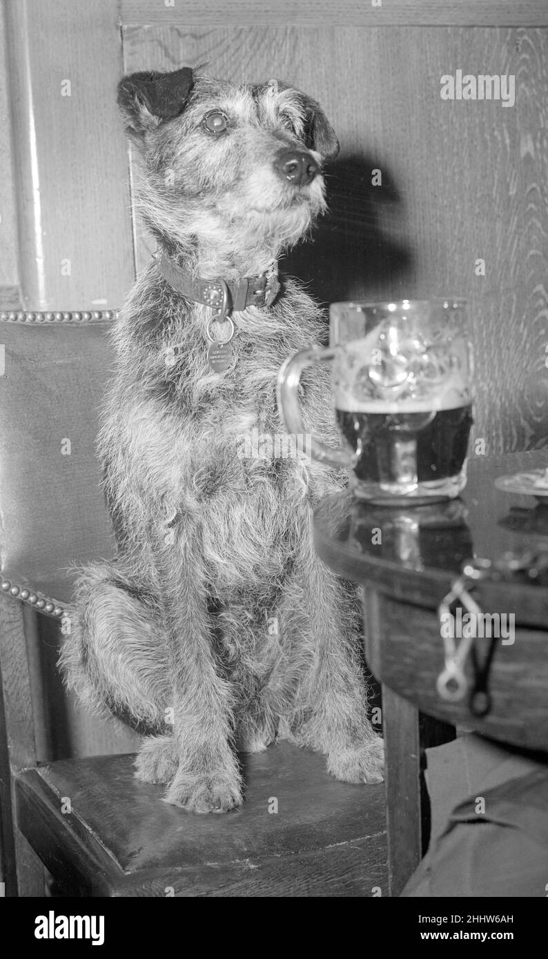Haare des Hundes um Juni 1949 Toto bewacht seine Meister mit einem Bier *** Ortsüberschrift *** Watscan - - 10/09/2009 - - Stockfoto