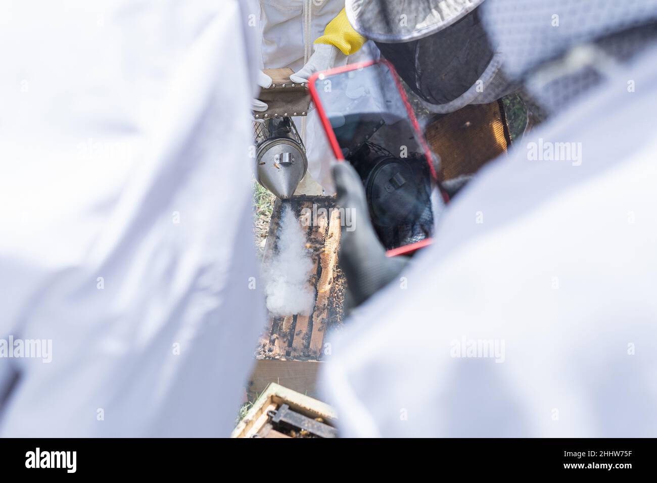 Ein nicht erkennbarer Imker fotografiert mit seinem Handy während der Honigsammlung von Bienen in einer Wabe, während ein anderer mit dem Rauch verwendet Stockfoto