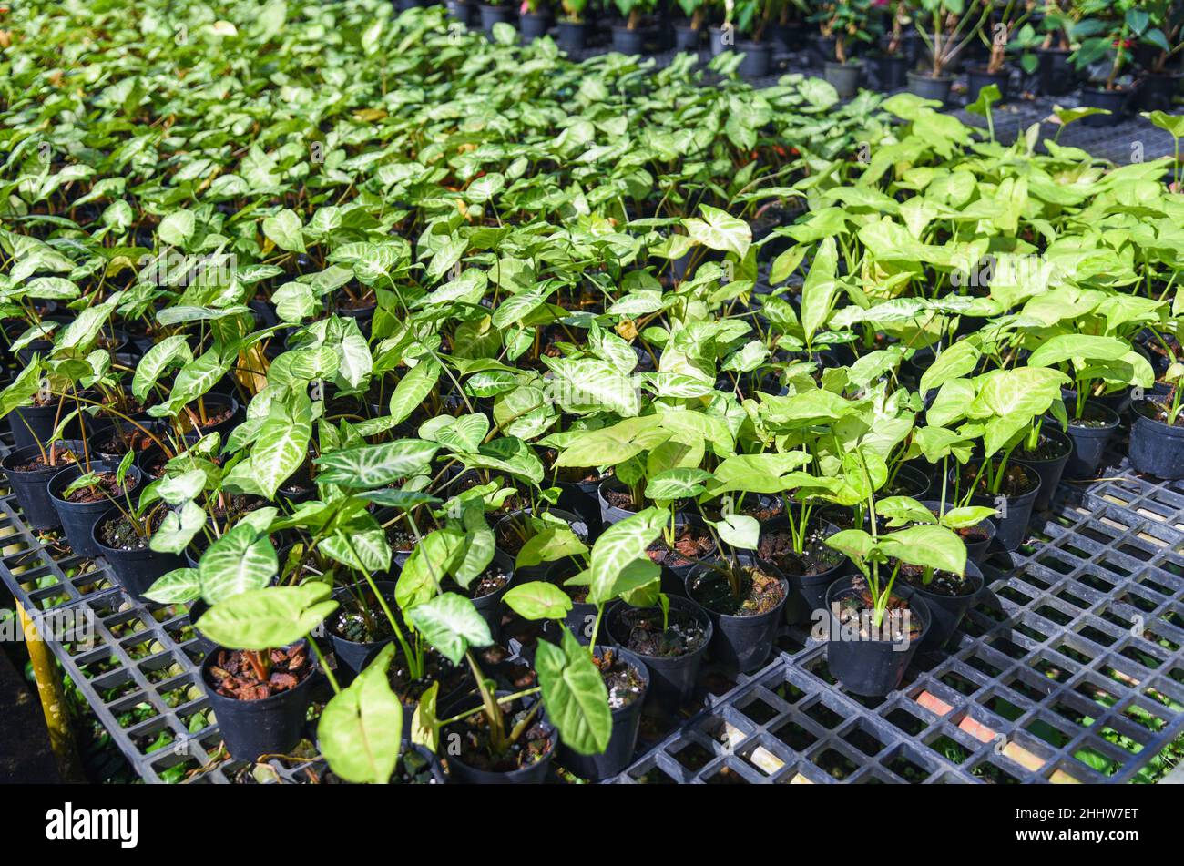 Aglaonema pflanzen Fotos und Bildmaterial in hoher Auflösung Alamy