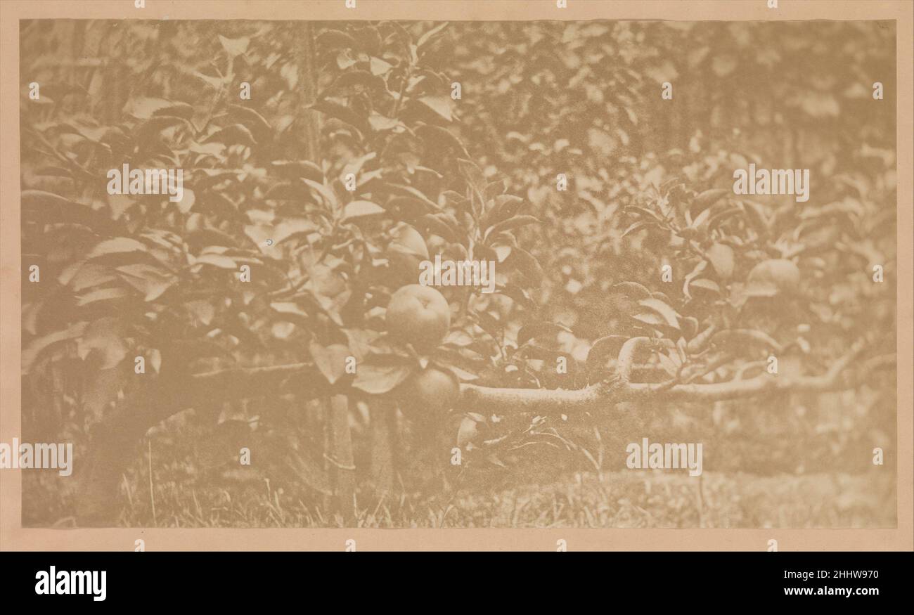 [Apfelbaum-Zweig] ca. 1856 Unbekannt. [Apfelbaum-Zweig] 299407 Stockfoto