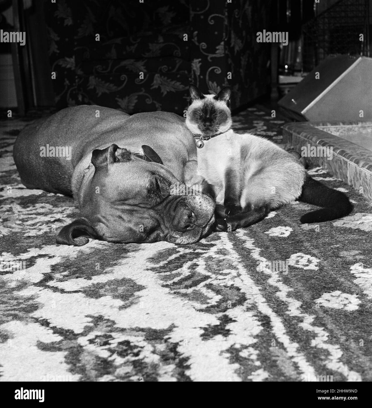 Samba, der wild aussehende Mastiff, wird vor einem warmen Feuer eingeschlafen und kommt mit Smokey, seinem kumpel, um sie komplett ins Traumland zu bringen, als er sich der gigantischen Aufgabe annimmt, den Hund abzuwaschen. Die Katze, die feste Kumpels ist, nimmt die Aufgabe an, ihren Freund jeden Tag in ihrem Haus an der Ashworth Road in Maida-Wale, London, zu waschen. 19th. Februar 1952. Stockfoto