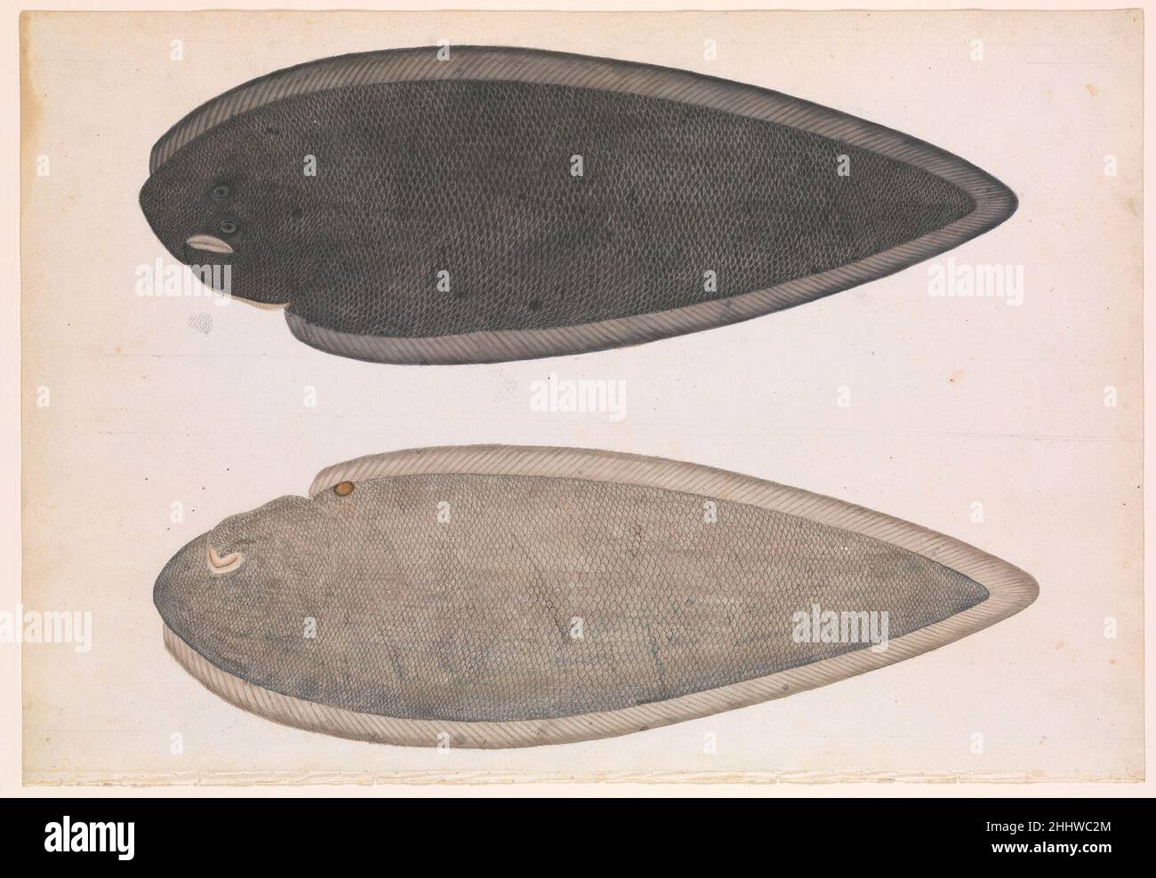 Zwei Seiten eines Bengalen Flussfischs ca. 1804 Dieses Bild zeigt höchstwahrscheinlich einen bengalischen Zungenfisch (Cynoglossus cynoglossus), der wegen seiner ungewöhnlichen flachen Form so genannt wird. Der Künstler, der dieses Werk geschaffen hat, hat zwei Ansichten – oben und unten – desselben Wesens illustriert, die auf Papier mit Bleistift und Aquarell mit Spuren von Vergoldung ausgeführt wurden. Die gesprenkelte, schuppige Oberfläche des Fisches wird sorgfältig mit einem subtilen metallischen Glanz gerendert, ebenso Mund und Augen sowie die dunklen Flecken entlang des Körpers. Das Werk stammt aus der Sammlung von Marquis Wellesley, Generalgouverneur von Indien zwischen 1798 und 1805. Sein Stockfoto