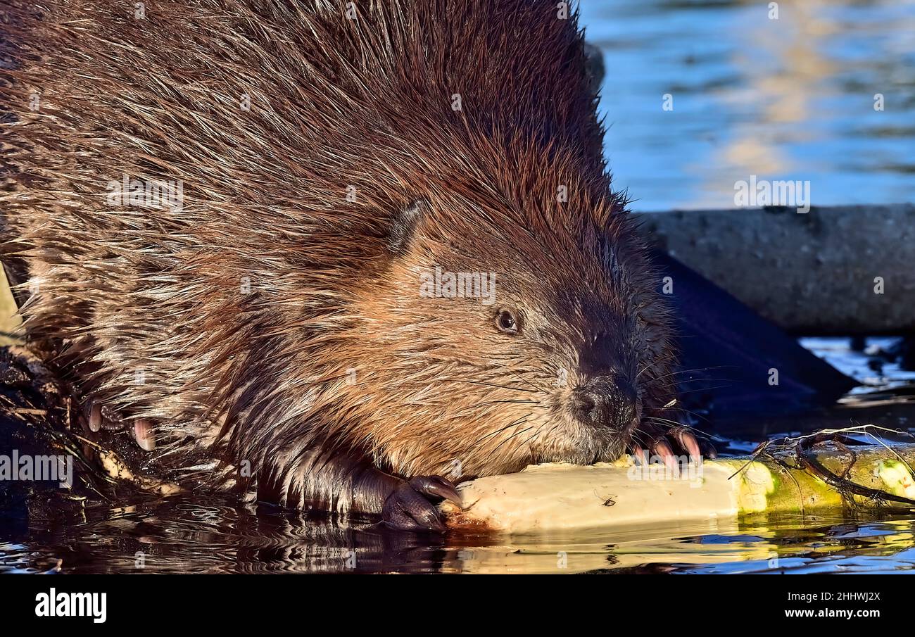 Eine Nahaufnahme eines erwachsenen Bibers (Castor canadensis), der in seinem Biberteich-Habitat im ländlichen Alberta, Kanada, die Rinde von einem Espenbaum kaut. Stockfoto