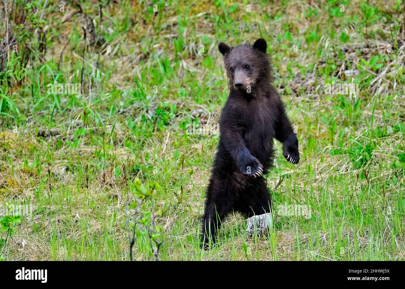 Ein wildes Grizzlybärenjunges (Ursus arctos), das auf seinen Hinterbeinen steht, um einen besseren Blick auf seine Umgebung im ländlichen Alberta, Kanada, zu erhalten. Stockfoto