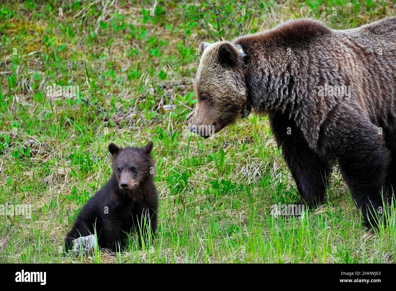 Eine wilde Grizzlybärmutter mit einem jungen Jungen (Ursus arctos), die in der neuen Vegetation im ländlichen Alberta Kanada auf Nahrungssuche ist. Stockfoto