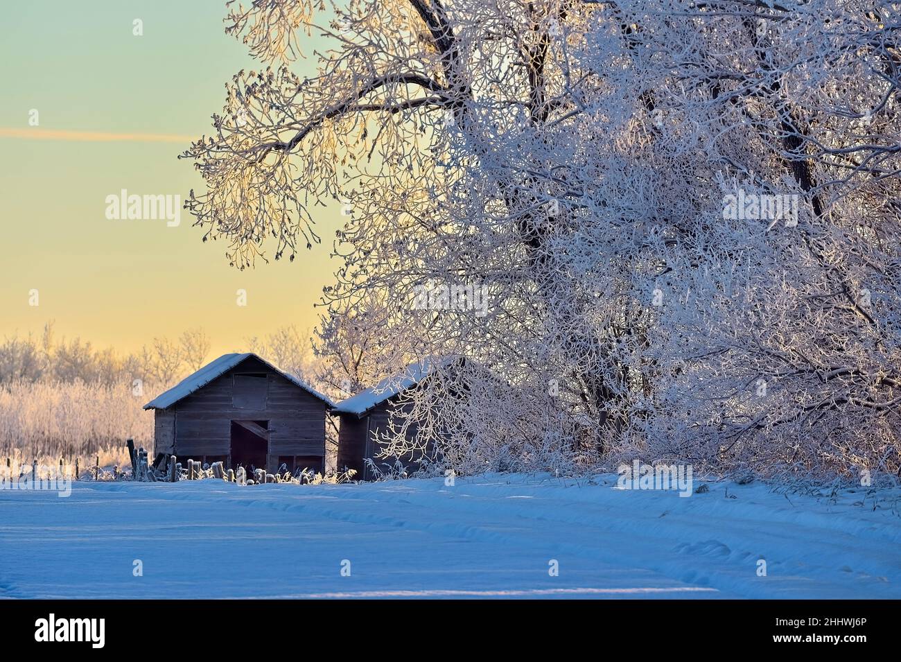 Eine wunderschöne Winterlandschaft von einem frostigen Morgen im ländlichen Alberta, Kanada Stockfoto