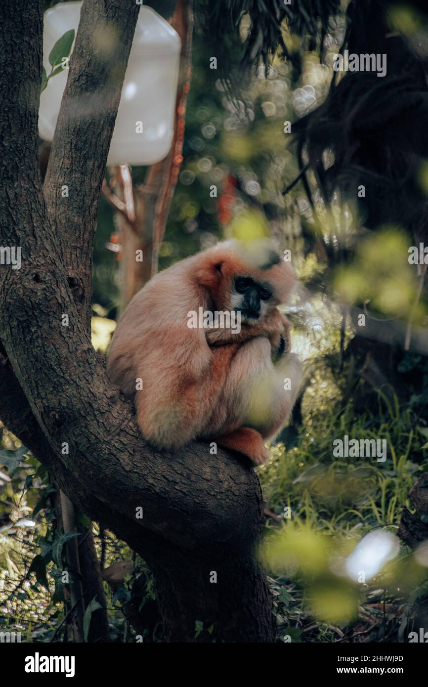 Der weißgeäckte Gibbon faulenzt herum Stockfoto