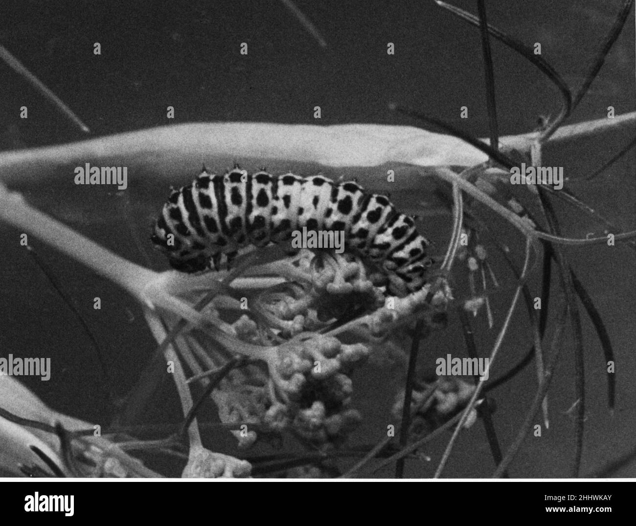 Raupe des Schwalbenschwanzschmetterlings. Ca. 1948 Stockfoto