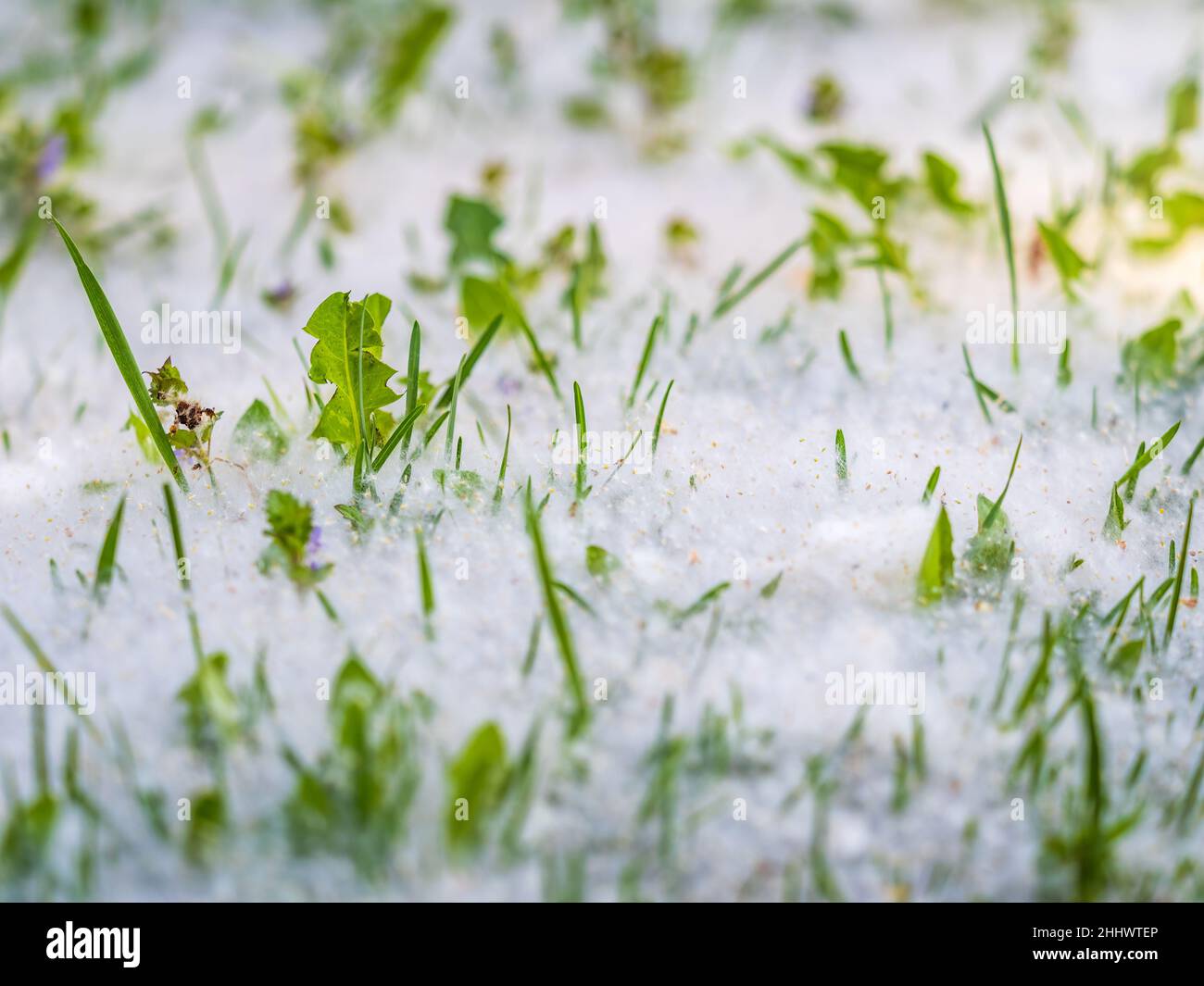 Weiße Pappel Flusen liegt auf dem grünen Gras, Konzept Pappel Allergie. Gras bedeckt mit Samen und weißem Flusen, beleuchtet von den Strahlen der Sonne Stockfoto
