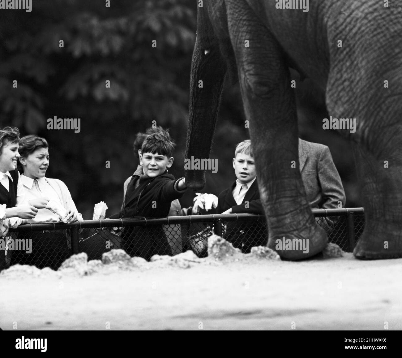 Kinder, die Elefanten im Londoner Zoo betrachten. 21st. September 1953. Stockfoto