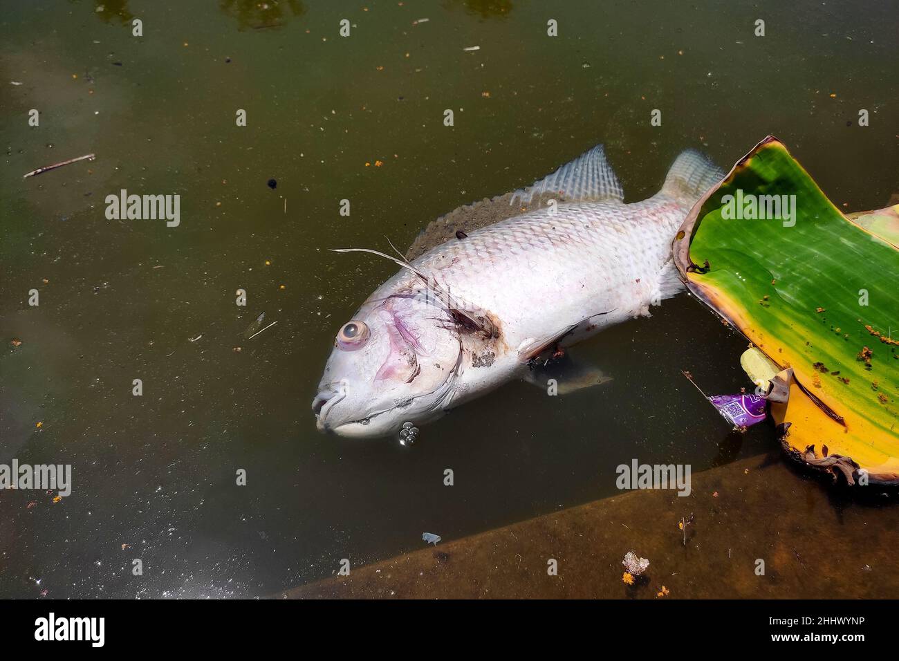 Tote Fische schwimmen im Teich Stockfoto