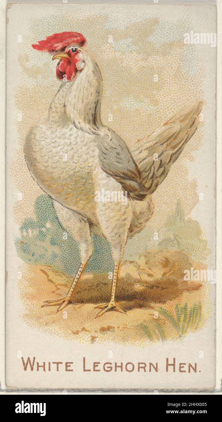 Weiße Leghorn-Hennen, aus der Serie Prize and Game Chickens (N20) für Allen & Ginter Cigarettes 1891 Allen & Ginter American Trade Cards aus der Serie „Prize and Game Chickens“ (N20), die 1891 in einem Satz von 50 Karten ausgegeben wurde, um die Zigaretten der Marke Allen & Ginter zu bewerben. Weiße Leghorn-Hennen, aus der Serie Prize and Game Chickens (N20) für Allen & Ginter Cigarettes 409084 Stockfoto