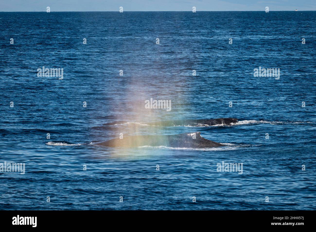 TTWO-Buckelwale schwimmen Seite an Seite mit einem Regenbogen, der aus ihrem Sprühnebel vor der Küste von West Maui, Hawaii, in den USA, gebildet wurde Stockfoto