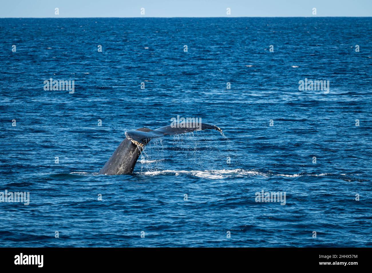 Foto vom schwanzfloss eines Buckelwals, der während der Walbeobachtungssaison vor der Küste von West Maui, Hawaii, in den USA, ins Wasser taucht. Stockfoto