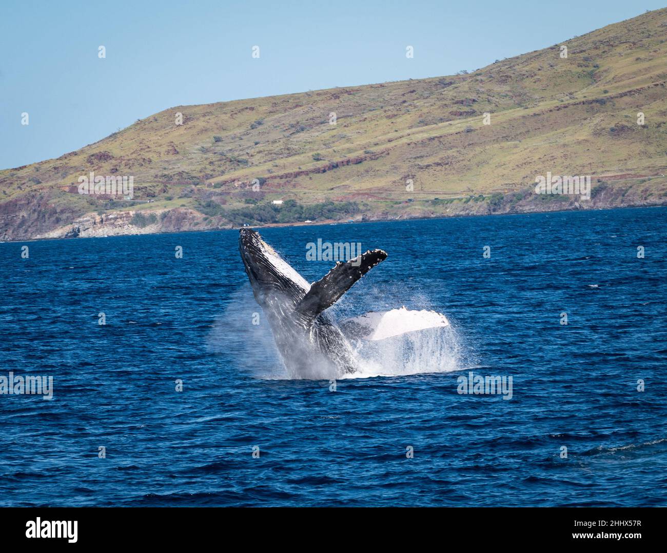 Foto eines Buckelwals, der während der Walbeobachtungssaison vor der Küste von West Maui, Hawaii, in den USA aus dem Wasser bricht. Stockfoto