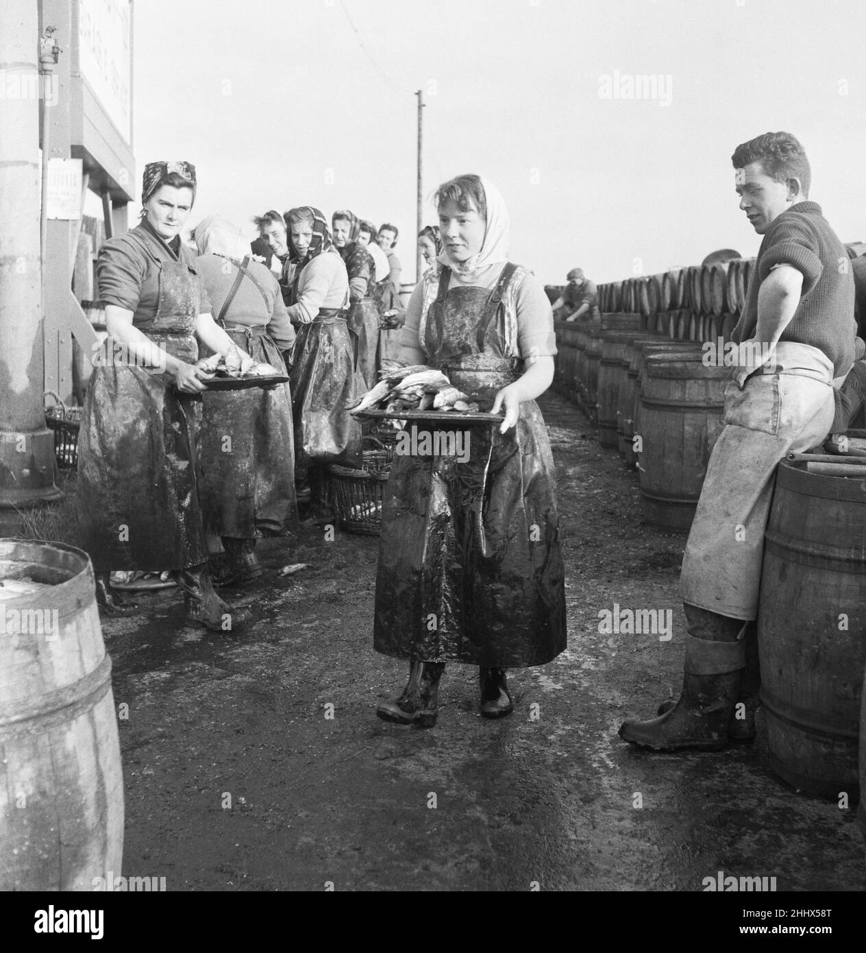 Schottische Fischlassien in Groß-Yarmouth bereiten Heringe für Russland vor. 10th. November 1954 Stockfoto