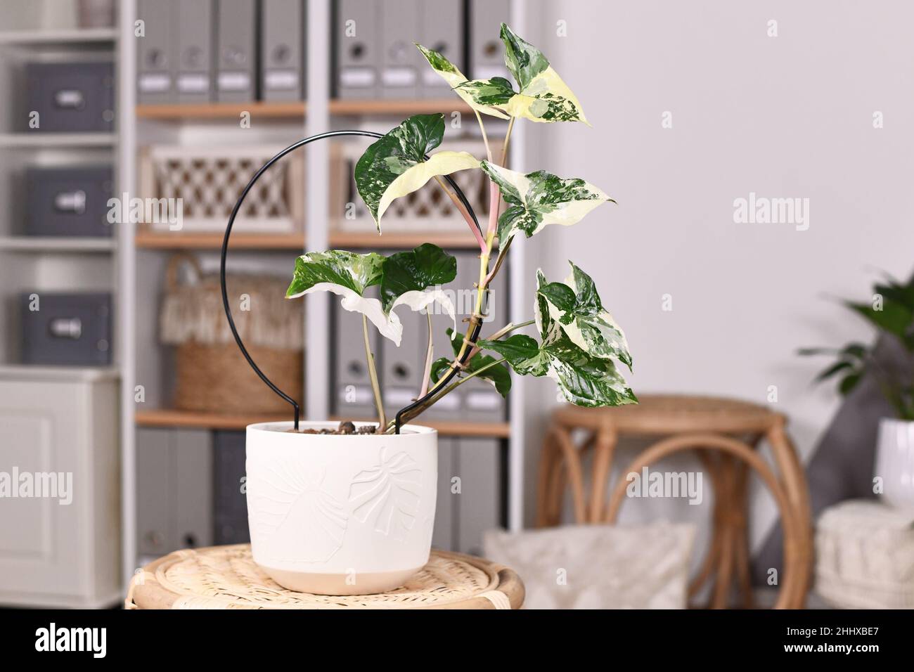 Exotische Zimmerpflanze „Syngonium Podophyllum Variegata“ mit weißen Flecken auf dem Tisch im Wohnzimmer im Boho-Stil Stockfoto