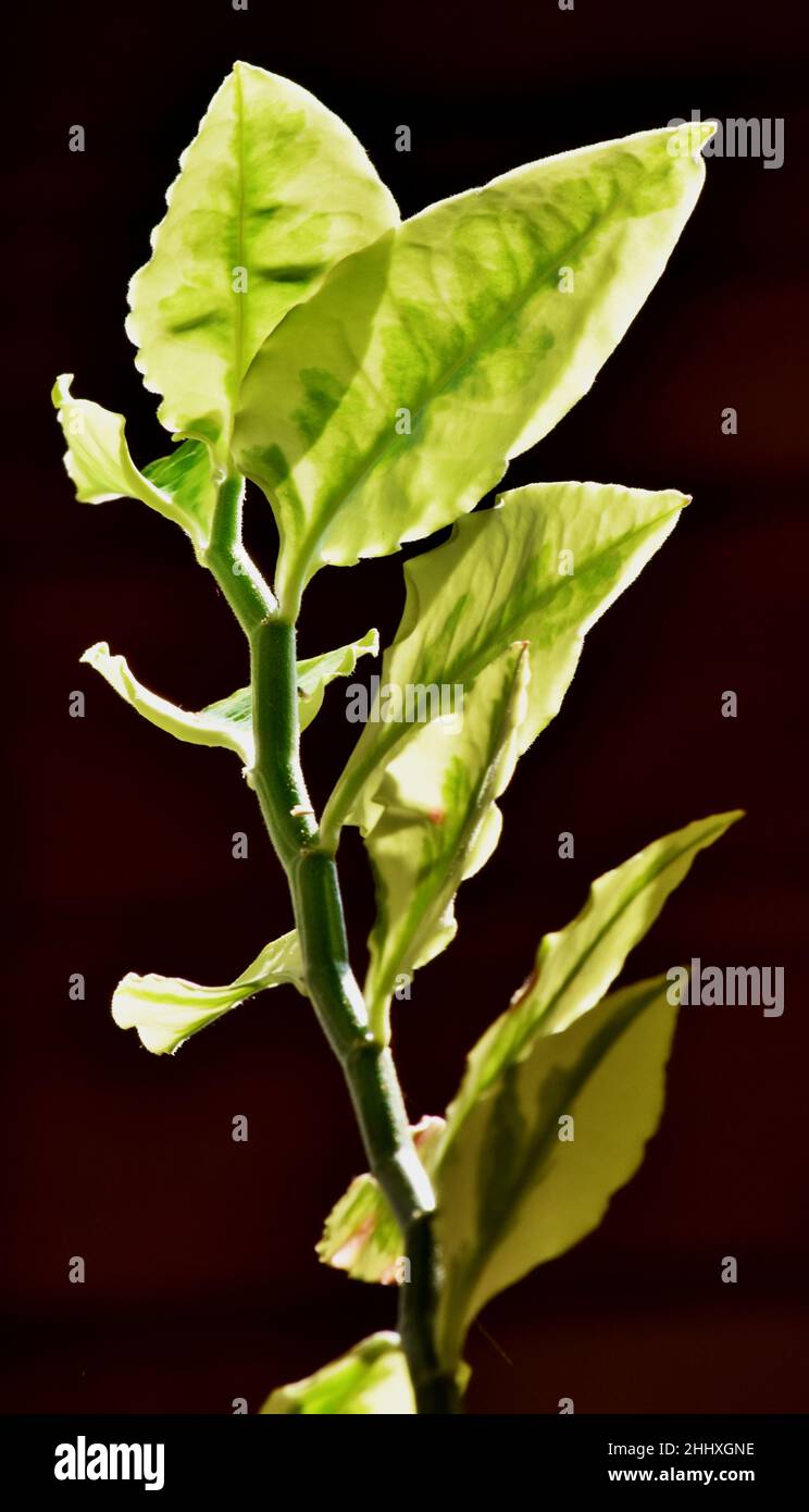 Nahaufnahme der Blätter der Pflanze Stockfoto