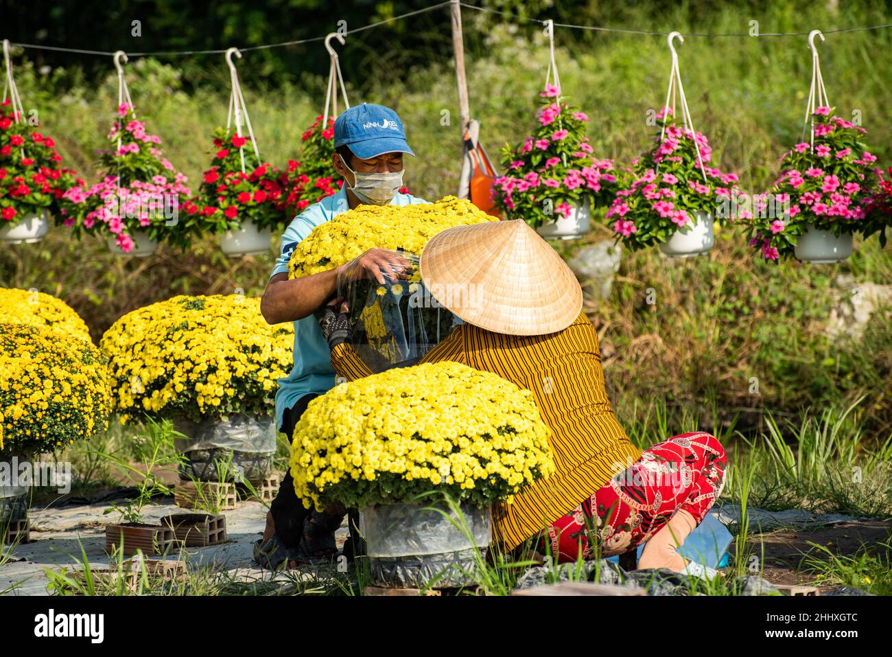 Lizenzfreie Bilder in hoher Qualität. Die Bauern kümmern sich um Blumenkörbe, um sich während des vietnamesischen Neujahrsfestes für den Verkauf vorzubereiten Stockfoto