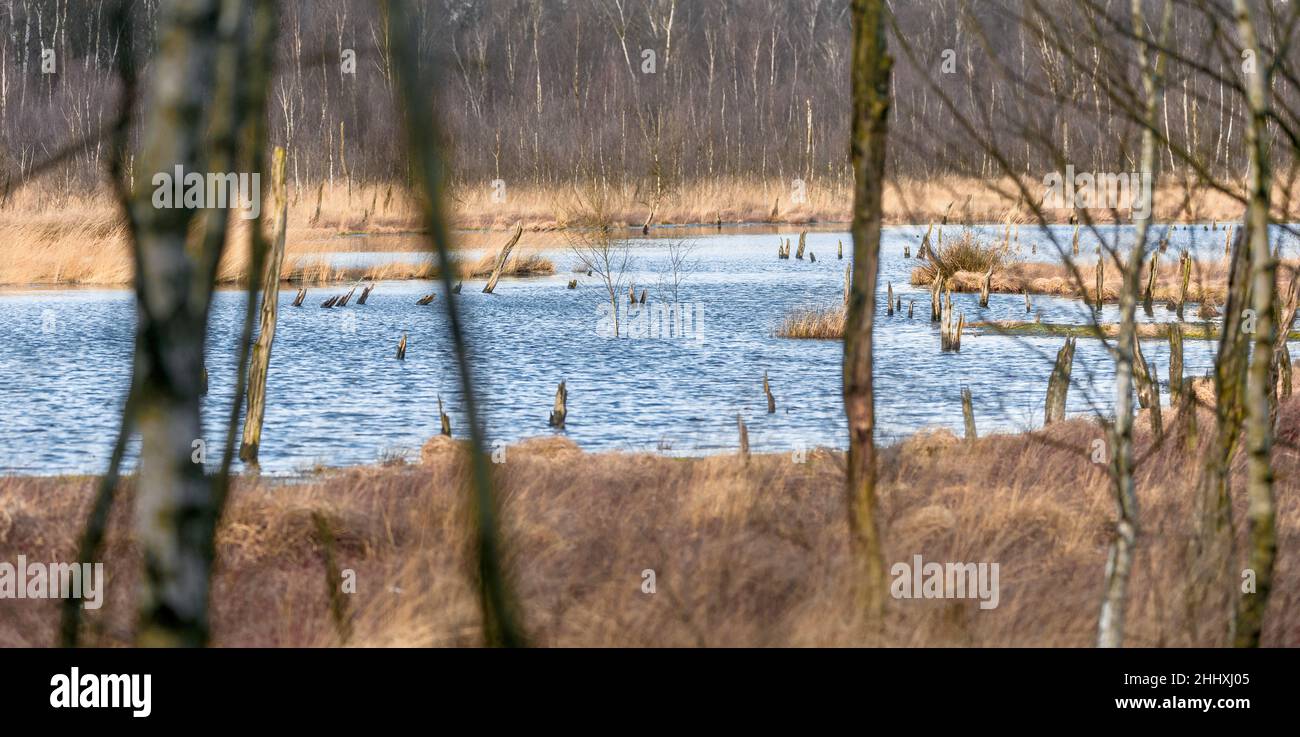 PRODUKTION - 20. Januar 2022, Schleswig-Holstein, Glashütte: Ein seit Jahrzehnten torfbedeckter Teil des Wittmoors wurde erfolgreich wieder benetzt. Von dem ehemals dichten Birkenwald sind nur noch einzelne Baumstümpfe sichtbar. Das Wittmoor ist ein gelungenes Beispiel für die Moorsanierung. (To dpa: 'Nasse Moore sind ein wirksames Mittel zur Bekämpfung des Klimawandels') Foto: Markus Scholz/dpa Stockfoto