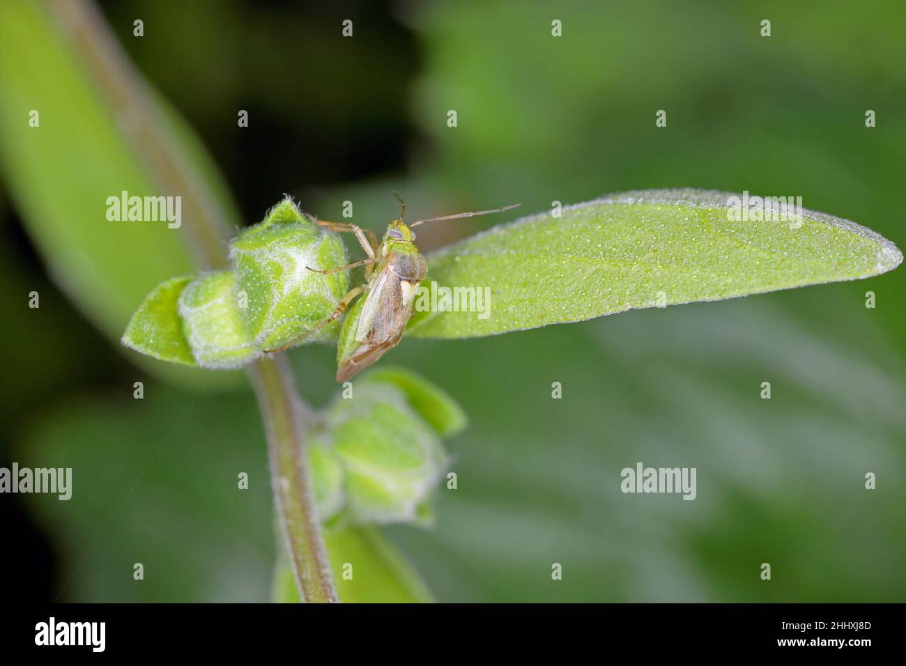 Lygus-Käfer der Familie Miridae auf einer Auberginen-Blüte. Stockfoto